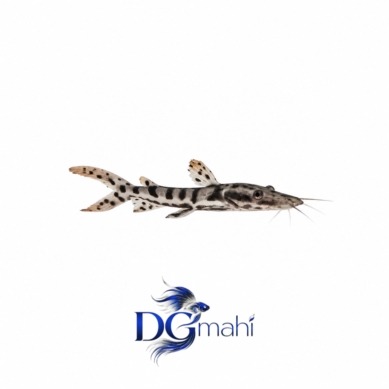 ماهی تایگر شاول نوز