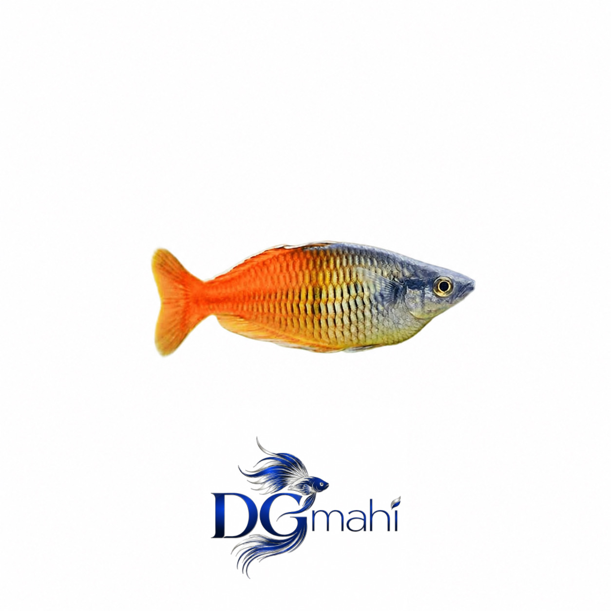 ماهی رینبو بوسمانی