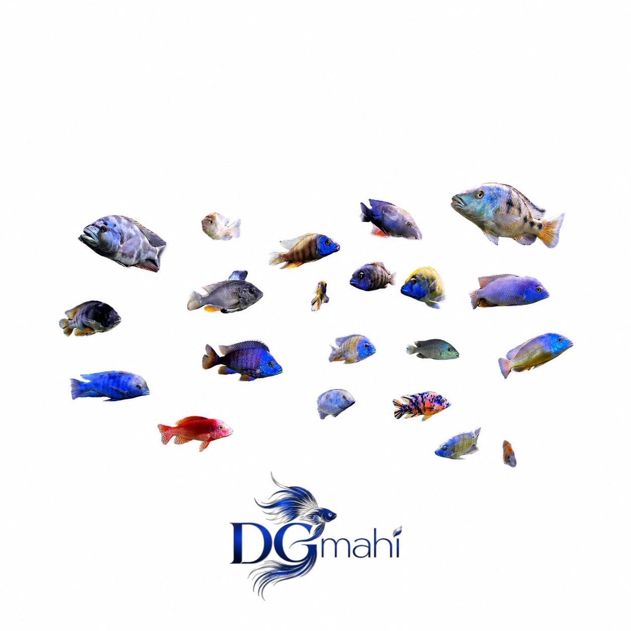 ماهی سیچلاید آفریقایی