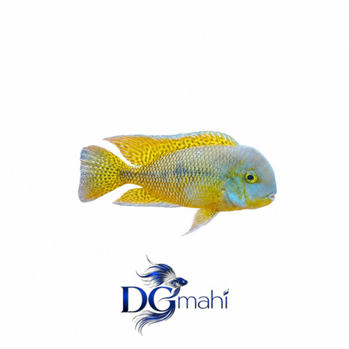 ماهی سیچلاید نیکاراگوئنسیس