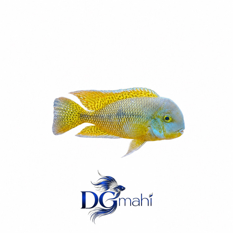 ماهی سیچلاید نیکاراگوئنسیس