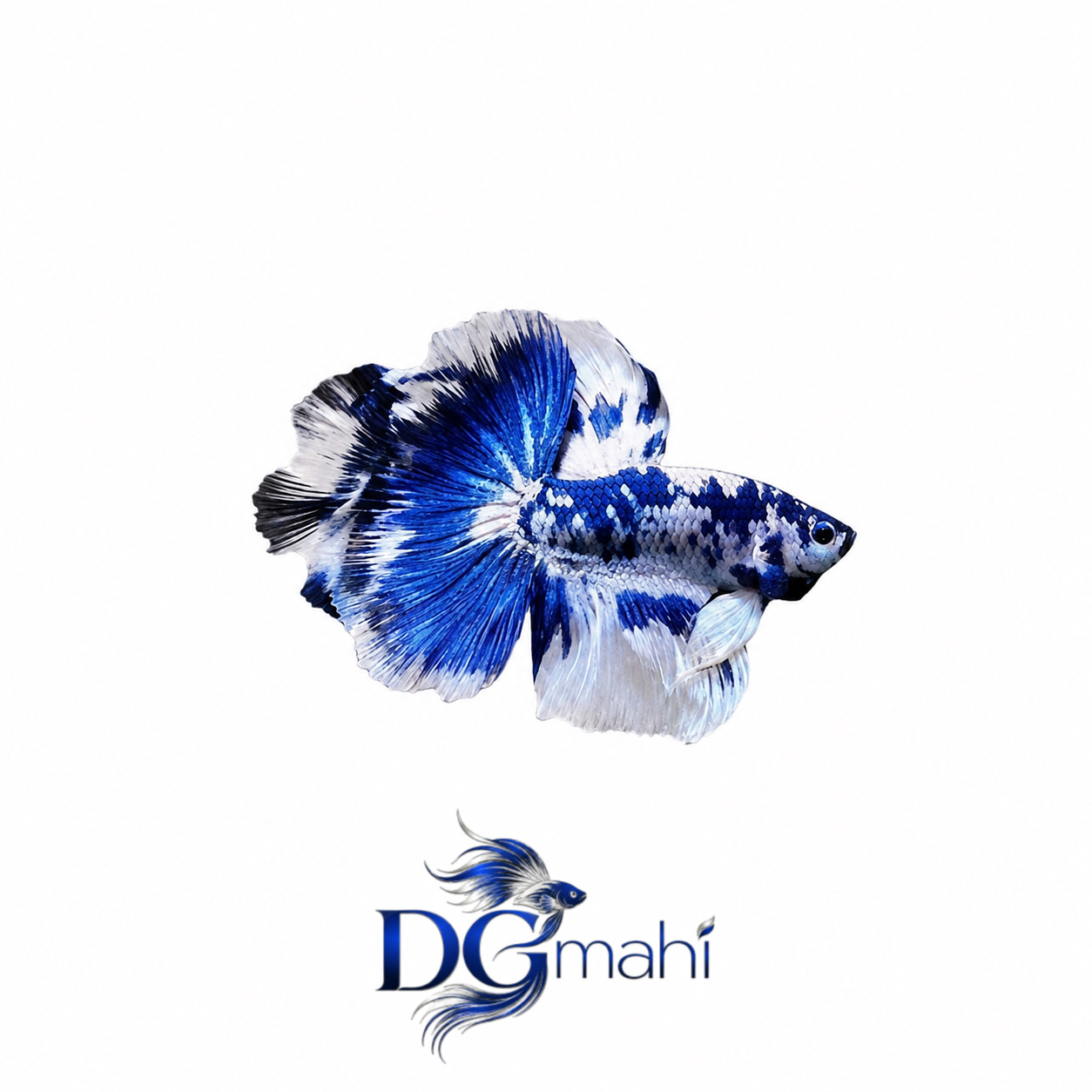 ماهی فایتر اسورت
