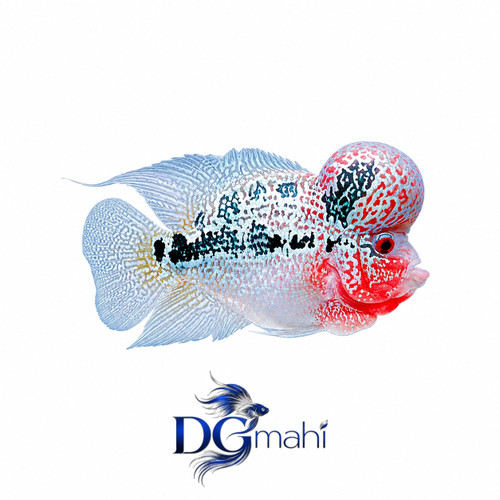 فلاور هورن وارداتی