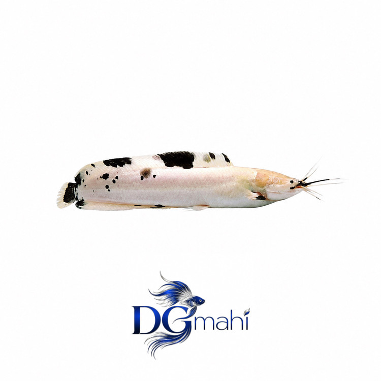 ماهی کت آفریقایی