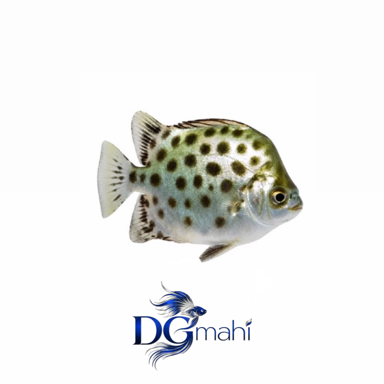 ماهی اسکات گرین