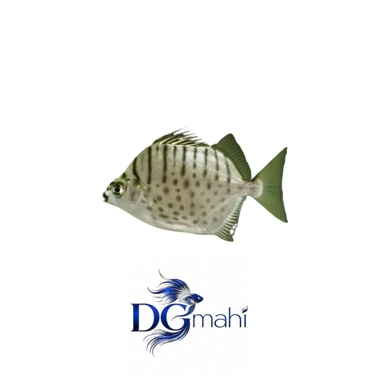 ماهی اسکات سیلور