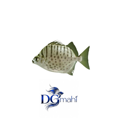 ماهی اسکات سیلور