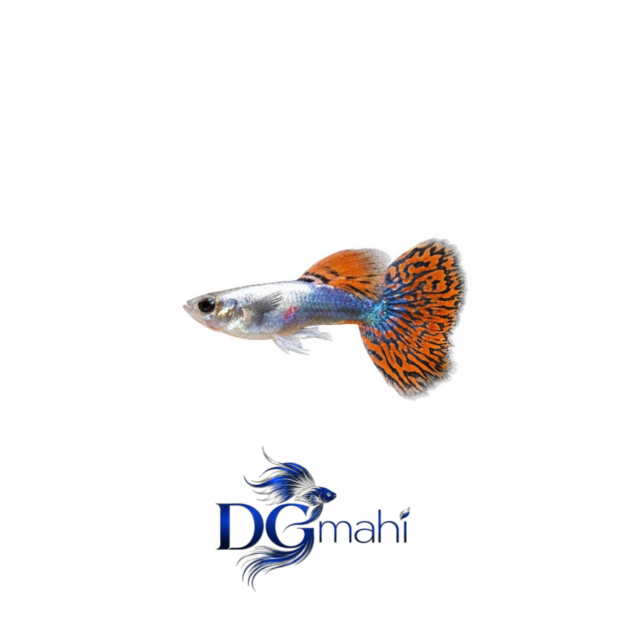 ماهی گوپی دامبو