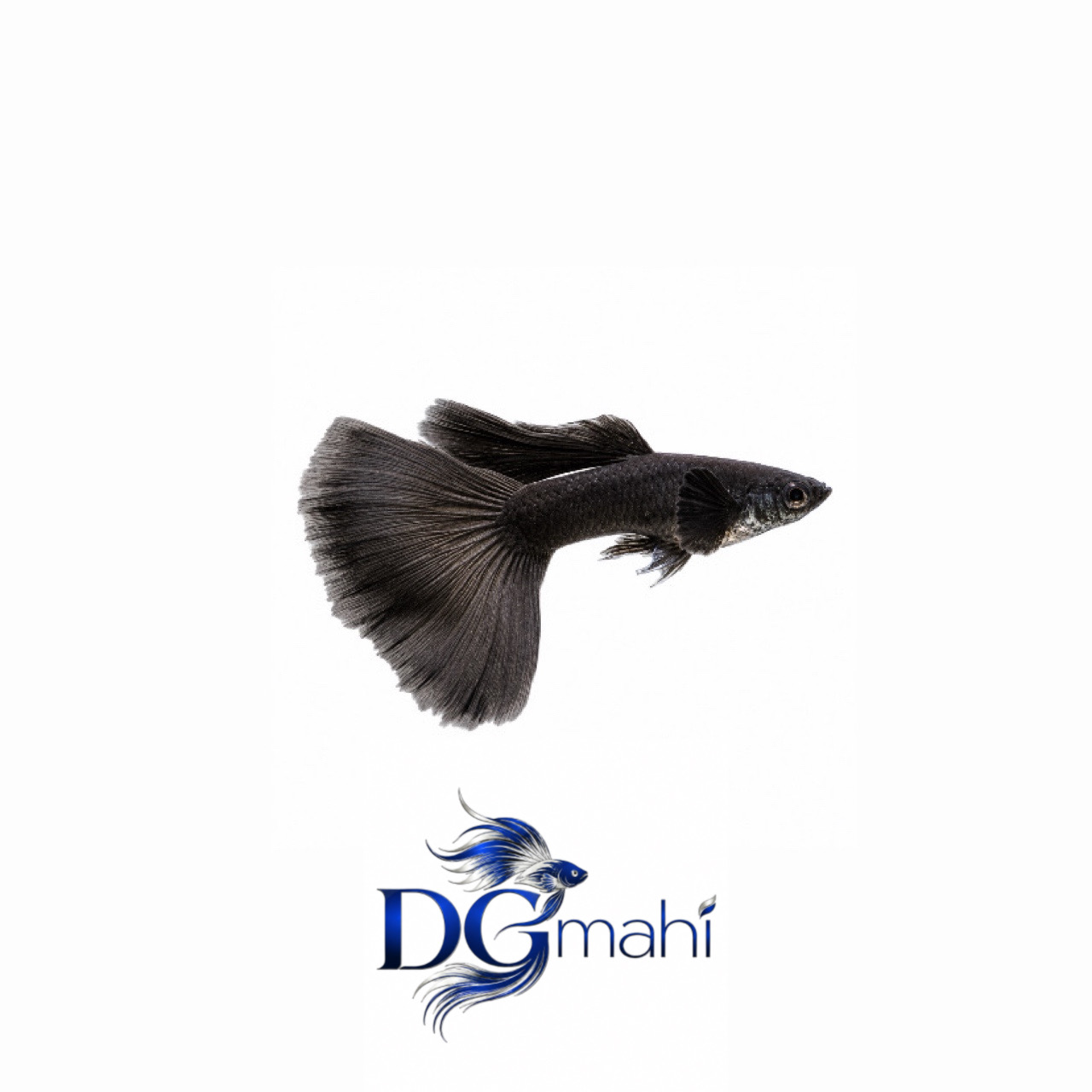 ماهی گوپی فول بلک
