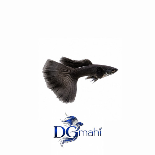 ماهی گوپی فول بلک