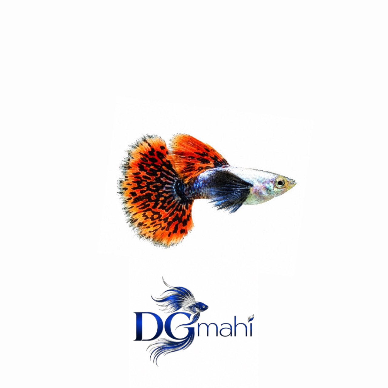ماهی گوپی بیگ ایر