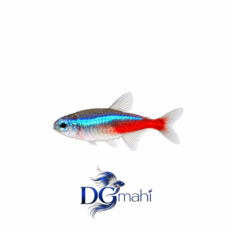 ماهی تترا نئون