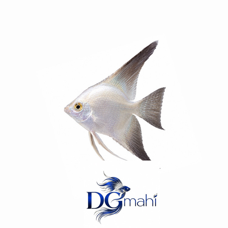 ماهی آنجل بلغاری